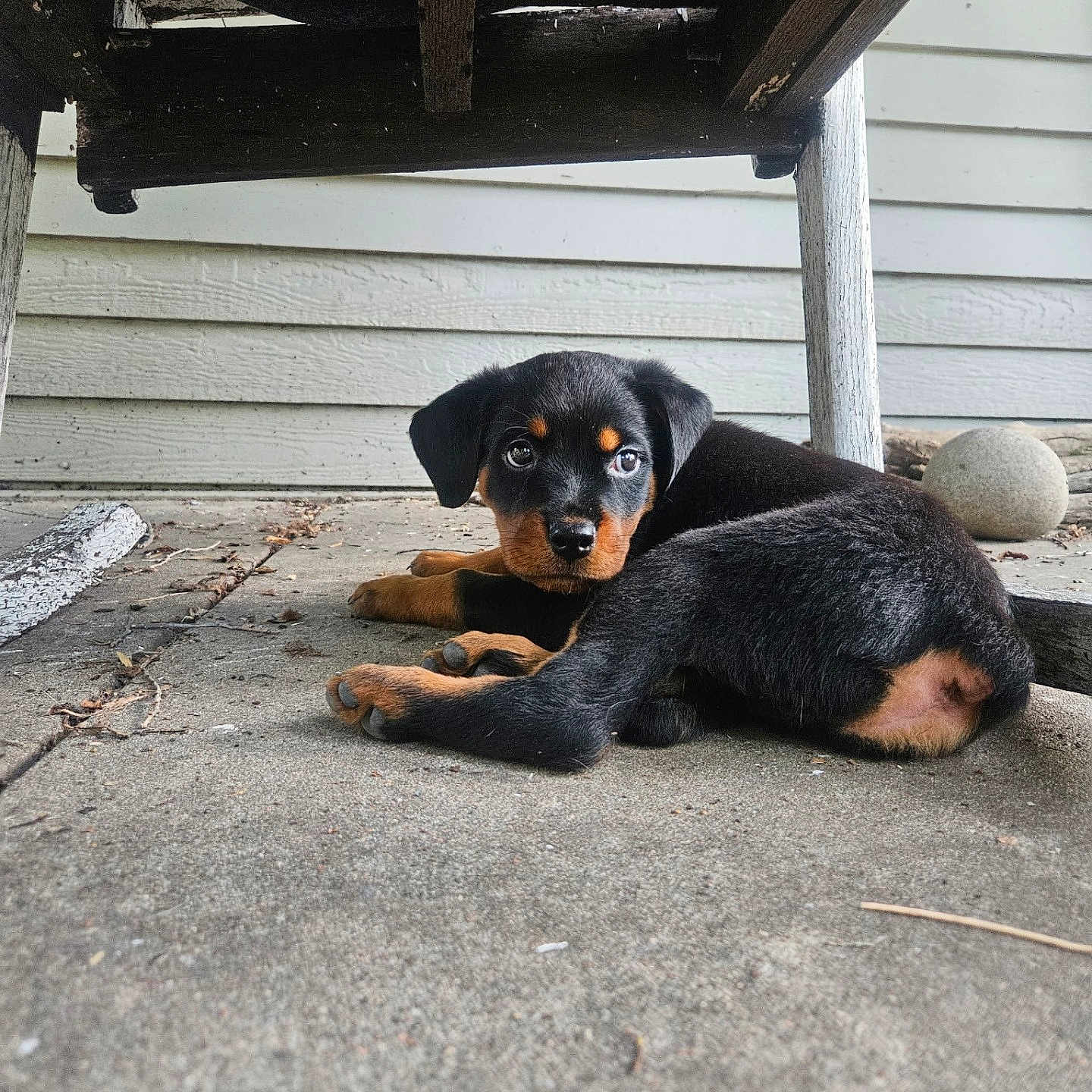 Moose joined the competition — help win amazing prizes! animal, bench, black_and_tan, concrete, curious, cute, dog, ears, eyes, floor, lying_down, outdoor, pet, puppy, resting, rottweiler, small, tail, wood, young