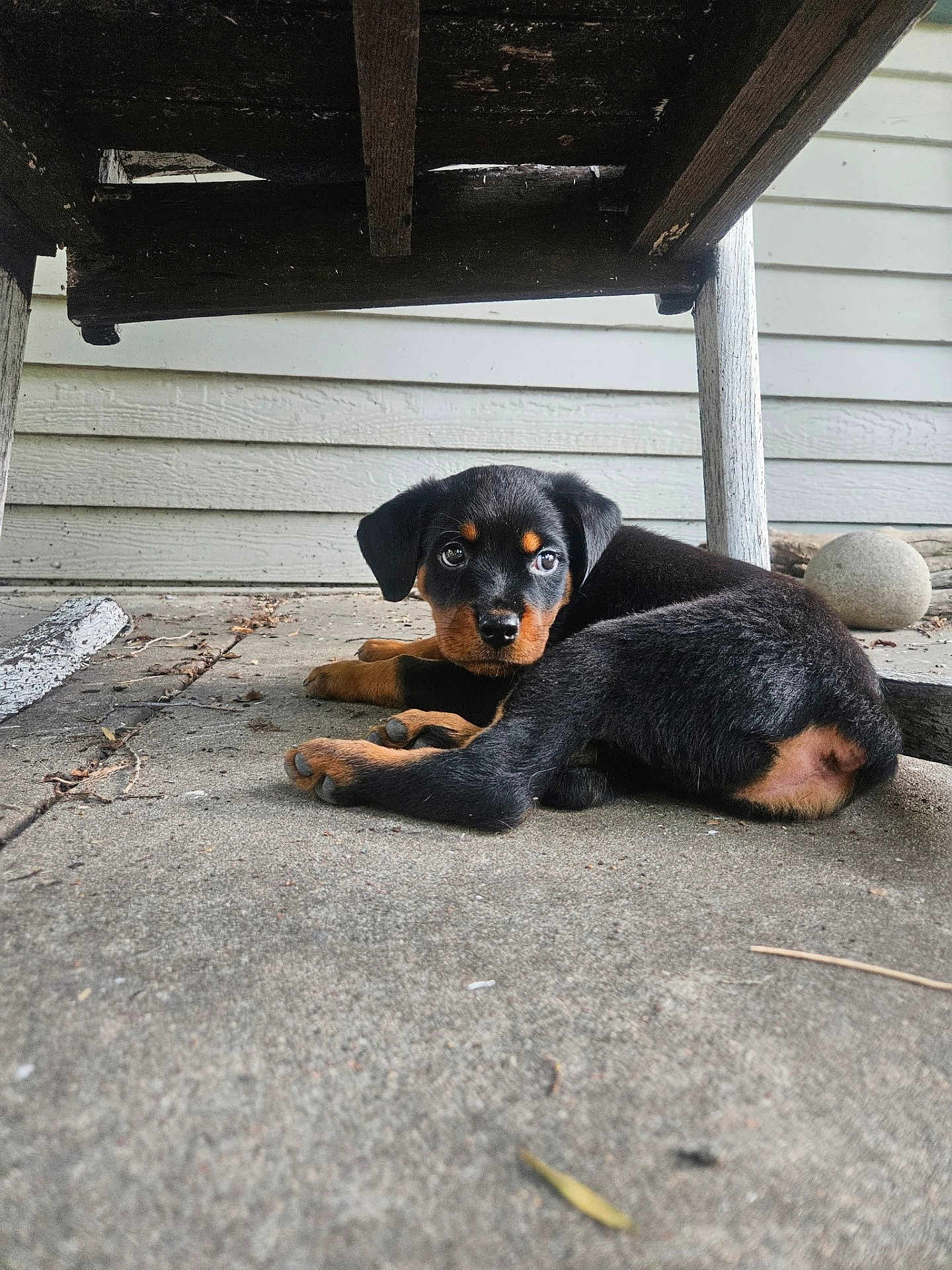 Moose joined the competition — help win amazing prizes! puppy, rottweiler, dog, outdoor, concrete, bench, wood, black_and_tan, pet, young, lying_down, curious, animal, floor, cute, small, ears, eyes, tail, resting