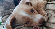 Bluey joined the competition — help win amazing prizes! puppy, dog, pet, animal, canine, lying_down, sleepy, cozy, blanket, bedding, brown_and_white, floppy_ears, blue_eyes, paw, snuggling, indoors, close_up, portrait, soft_lighting, relaxed