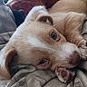 puppy, dog, pet, animal, canine, lying_down, sleepy, cozy, blanket, bedding, brown_and_white, floppy_ears, blue_eyes, paw, snuggling, indoors, close_up, portrait, soft_lighting, relaxed