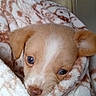 Bluey is registered to the contest to win money with this photo: puppy, dog, pet, animal, cute, adorable, brown_and_white, small_dog, floppy_ears, brown_eyes, nose, muzzle, fur, blanket, cozy, indoors, close_up, portrait, resting, home