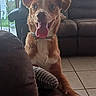 Bluey is registered to the contest to win money with this photo: dog, brown_dog, white_chest, sitting, indoors, living_room, couch, furniture, tile_floor, tongue_out, open_mouth, happy, alert, portrait, pet, companion_animal, short_fur, floppy_ears, natural_light, home