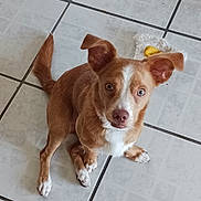 Bluey is registered to the contest to win money with this photo: dog, puppy, brown_and_white, sitting, indoor, tile_floor, pet, animal, cute, adorable, looking_up, floppy_ears, white_chest, white_paws, tail, toy, yellow_toy, portrait, floor, photography