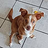 dog, puppy, brown_and_white, sitting, indoor, tile_floor, pet, animal, cute, adorable, looking_up, floppy_ears, white_chest, white_paws, tail, toy, yellow_toy, portrait, floor, photography