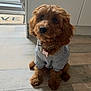 Biscuit joined the competition — help win amazing prizes! animal, brown_fur, clothing, collar, companion, cozy, cute, dog, doorway, floor, fur, home, hoodie, indoor, looking_up, pet, puppy, sitting, tag, wooden_floor