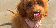 Biscuit is registered to the contest to win money with this photo: adorable, animal, beach, canine, cute, dog, fluffy, fur, licking, outdoor, pet, pink_bandana, playful, puppy, sand, sitting, small_dog, sunlight, tongue, young_dog