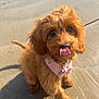 adorable, animal, beach, canine, cute, dog, fluffy, fur, licking, outdoor, pet, pink_bandana, playful, puppy, sand, sitting, small_dog, sunlight, tongue, young_dog