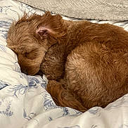 Biscuit joined the competition — help win amazing prizes! animal, bed, blanket, brown_fur, canine, comfort, cozy, curled_up, cute, dog, fur, home, indoors, nap, peaceful, pet, relaxation, resting, sleeping, soft