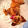 Biscuit joined the competition — help win amazing prizes! adorable, animal, bed, brown, canine, collar, cozy, cute, dog, domestic, fluffy, fur, indoor, lying_down, pet, playing, relaxed, resting, sleepy, soft