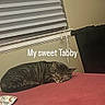 tabby_cat, sleeping, cat, pet, indoor, window_blinds, red_surface, resting, cozy, animal, feline, domestic_cat, cute, relaxed, fur, whiskers, ears, face, home, quiet