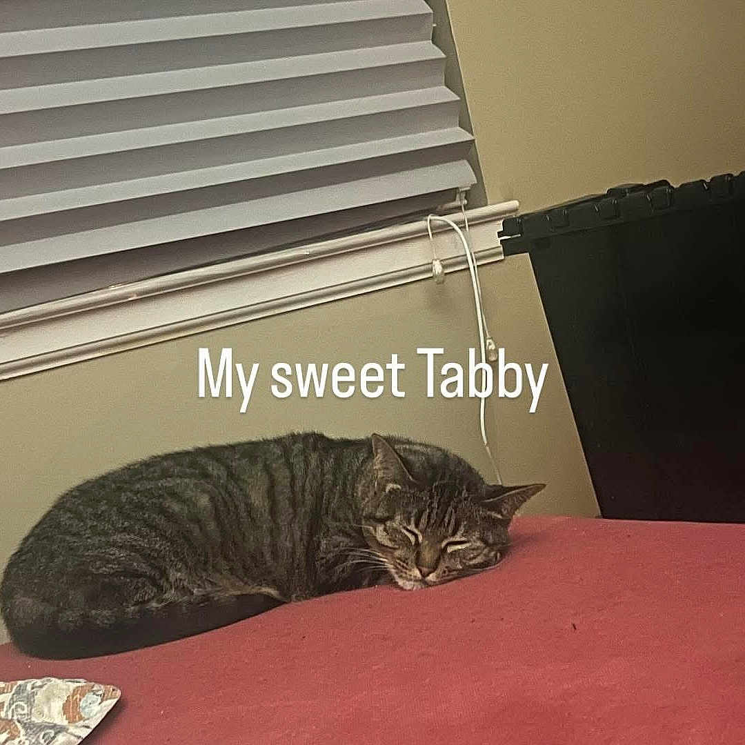 Tabitha