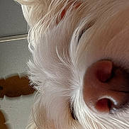 Noodles is registered to the contest to win money with this photo: dog, close_up, nose, fur, white, pet, animal, cute, curious, snout, whiskers, indoor, portrait, mammal, friendly, fluffy, soft, canine, playful, head