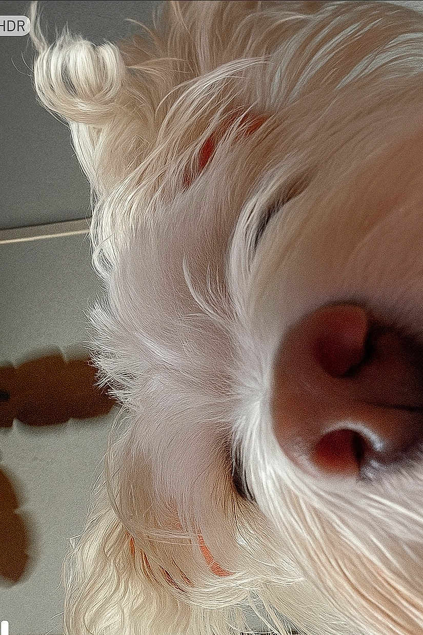 Noodles is registered to the contest to win money with this photo: dog, close_up, nose, fur, white, pet, animal, cute, curious, snout, whiskers, indoor, portrait, mammal, friendly, fluffy, soft, canine, playful, head