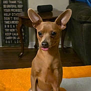 Sammy is registered to the contest to win money with this photo: dog, small_dog, tan_dog, tongue_out, ears, indoor, blanket, orange_blanket, table, wooden_table, couch, person_partial, floor, pet, animal, cute, sitting, living_room, fur, companion