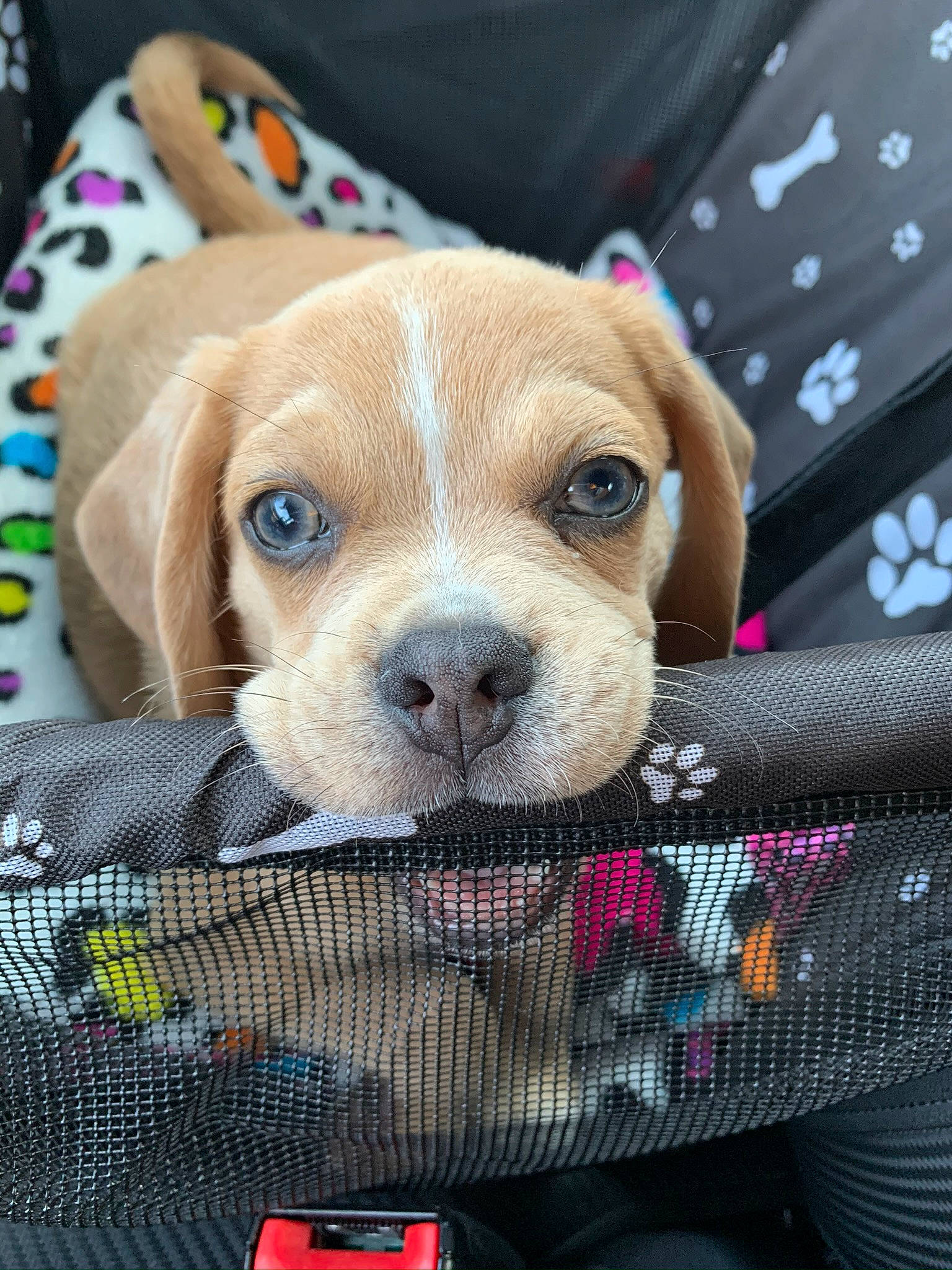 Blue is registered to the contest to win money with this photo: canidae, carnivore, companion_dog, dog, dog_breed, dog_crate, dog_supply, fawn, linens, liver, mesh, mobile_phone, pattern, pet_supply, puppy, snout, toy, whiskers, working_animal, working_dog