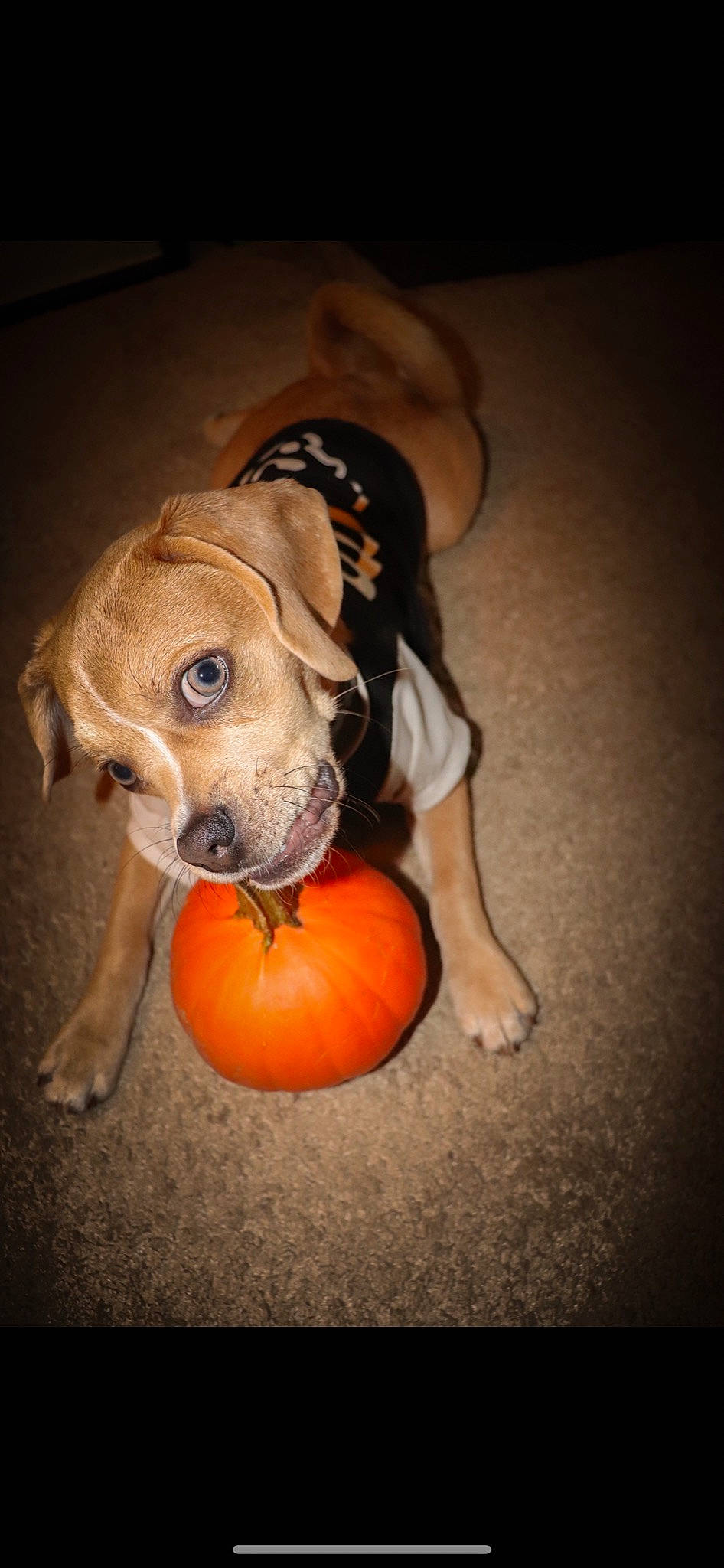 Blue joined the competition — help win amazing prizes! ball, canidae, carnivore, companion_dog, dog, dog_breed, dog_supply, dog_toy, fawn, floor, flooring, orange, produce, pumpkin, snout, squash, tan, toy, vegetable, working_animal