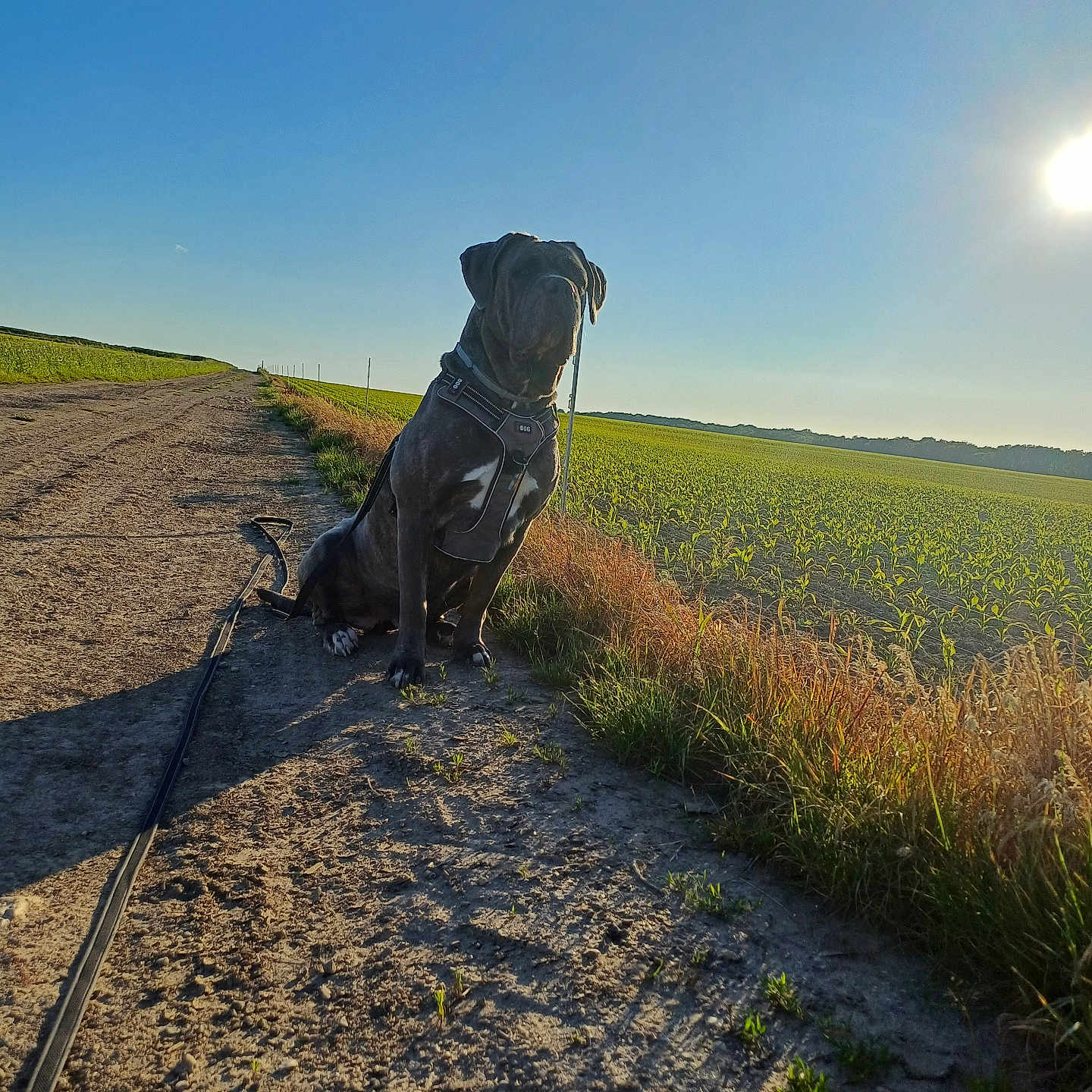 Shoïe participe au concours pour gagner de l'argent avec cette photo : accessories, animal, canine, dog, field, grass, grassland, gravel, horizon, labradorretriever, nature, outdoors, path, pet, plant, road, scenery, sky, soil, strap