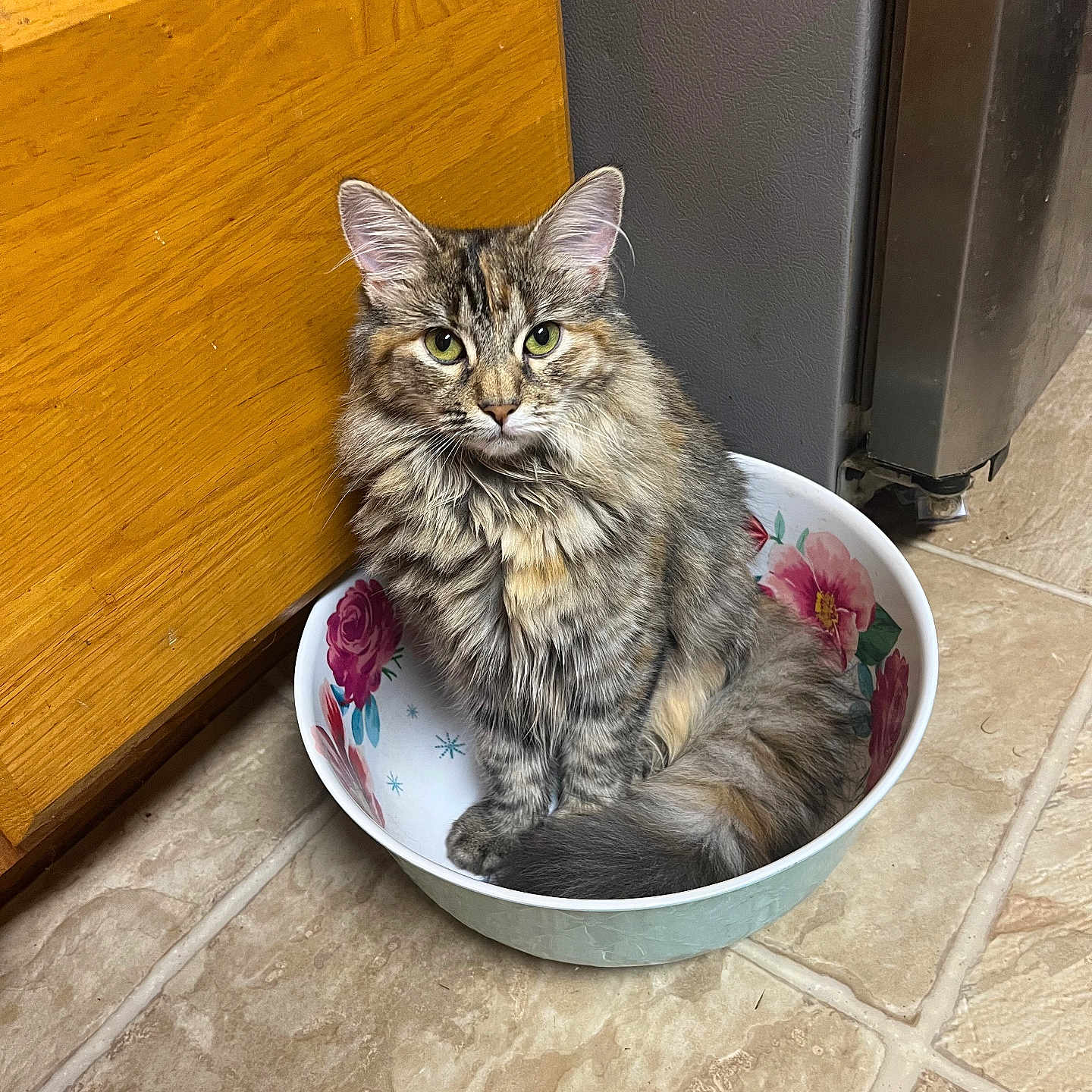 Viva joined the competition — help win amazing prizes! animal, bowl, cat, cozy, curious, cute, domestic, feline, floor, fluffy, green_eyes, home, indoor, kitchen, pet, relaxed, sitting, tabby, tile, wood_cabinet