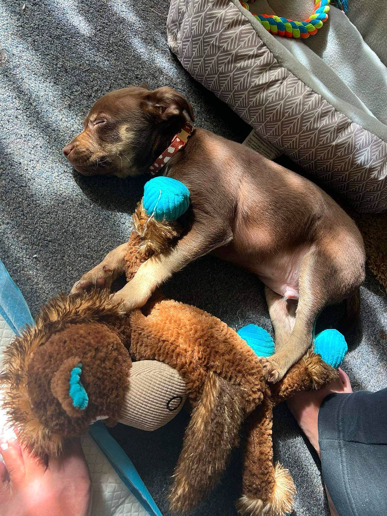 Dino is registered to the contest to win money with this photo: blue, canidae, carnivore, comfort, companion_dog, dog, dog_breed, dog_supply, electric_blue, fawn, fur, linens, liver, mammal, sporting_group, stuffed_toy, textile, toy, wool, working_animal