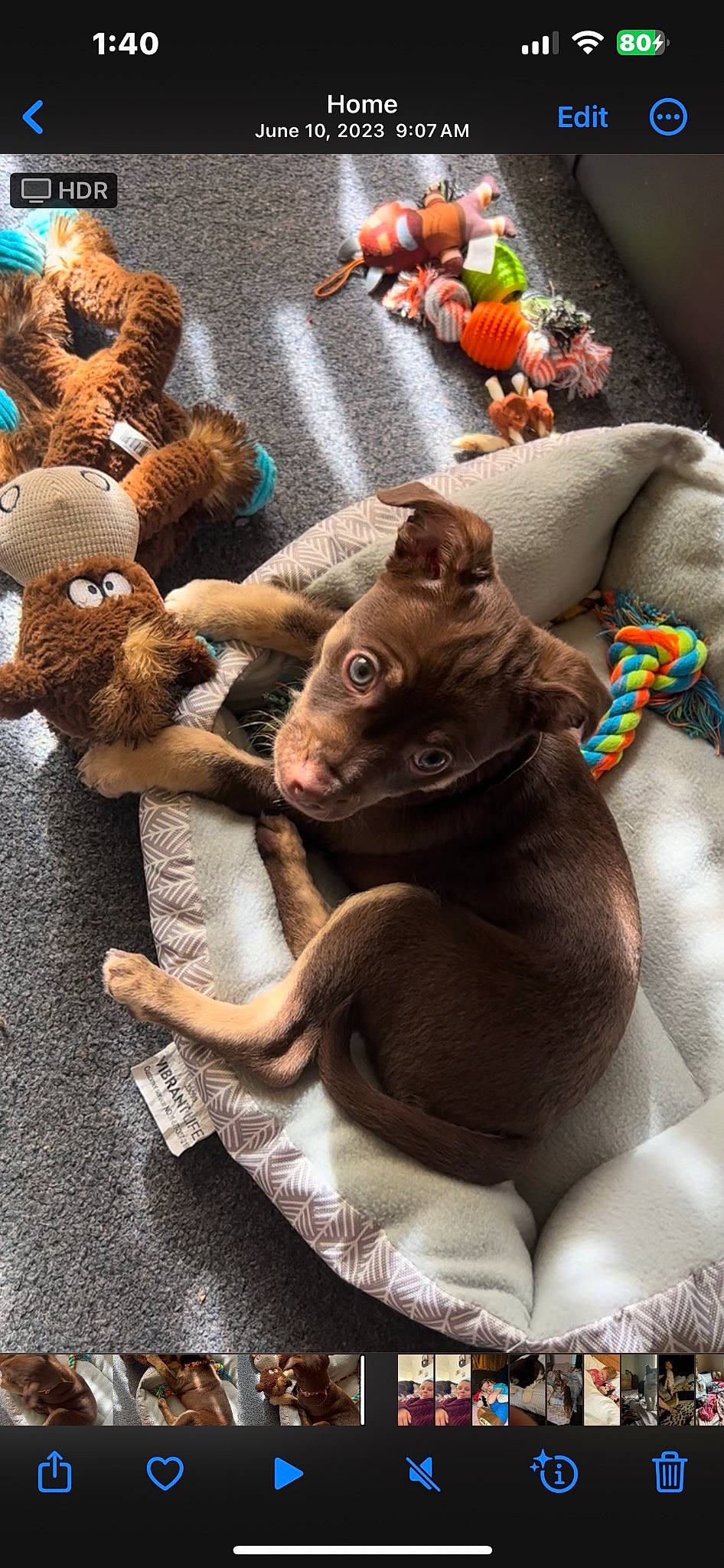 Dino is registered to the contest to win money with this photo: canidae, carnivore, comfort, companion_dog, dog, dog_breed, fawn, felidae, fur, liver, small_to_medium_sized_cats, snout, sporting_group, stuffed_toy, terrestrial_animal, toy, vertebrate, whiskers, wood, working_animal