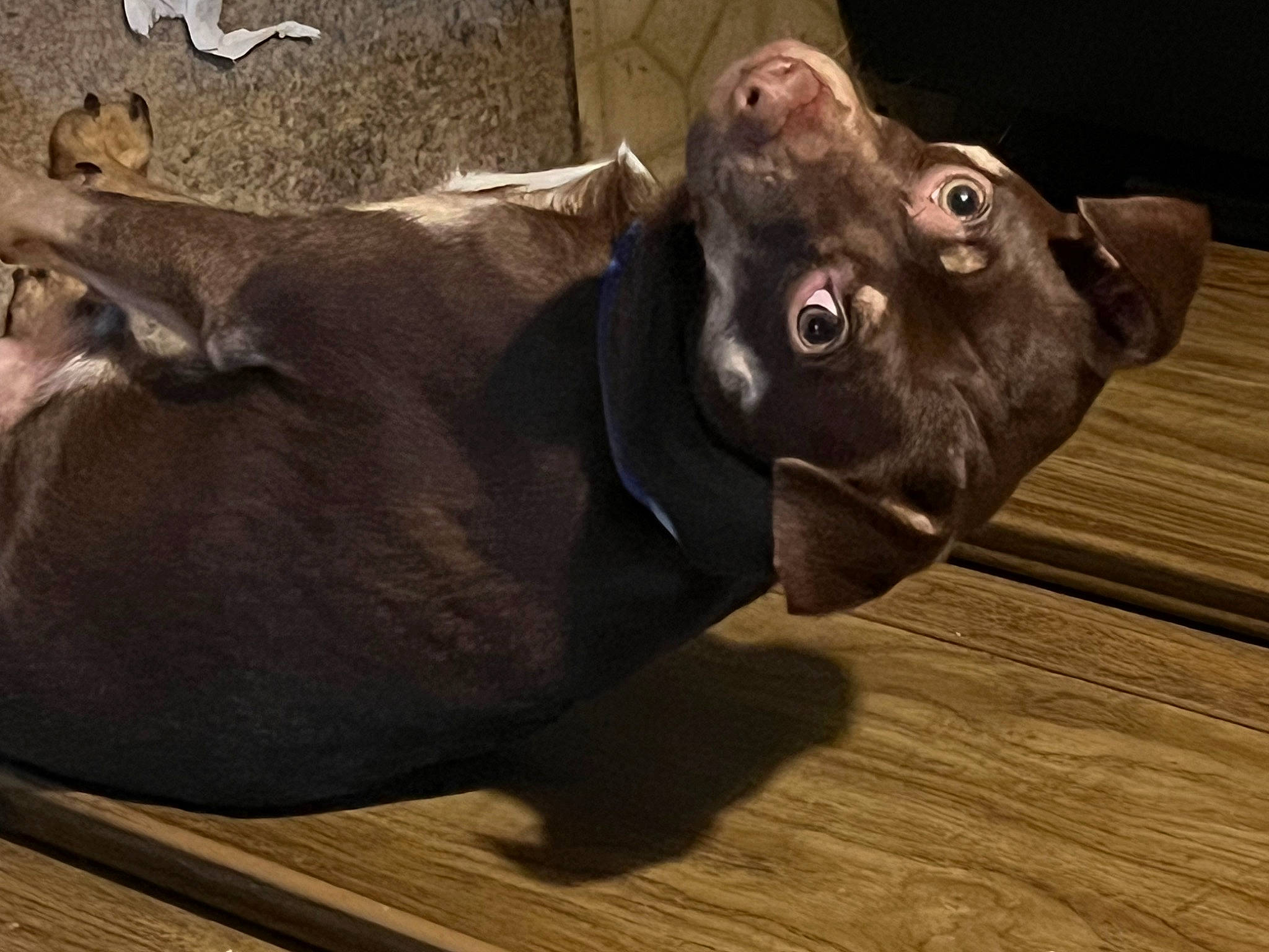 Dino joined the competition — help win amazing prizes! borador, canidae, carnivore, companion_dog, dog, dog_breed, dog_collar, ear, fawn, fur, guard_dog, hardwood, liver, plank, sporting_group, terrestrial_animal, whiskers, wood, wood_flooring, working_animal