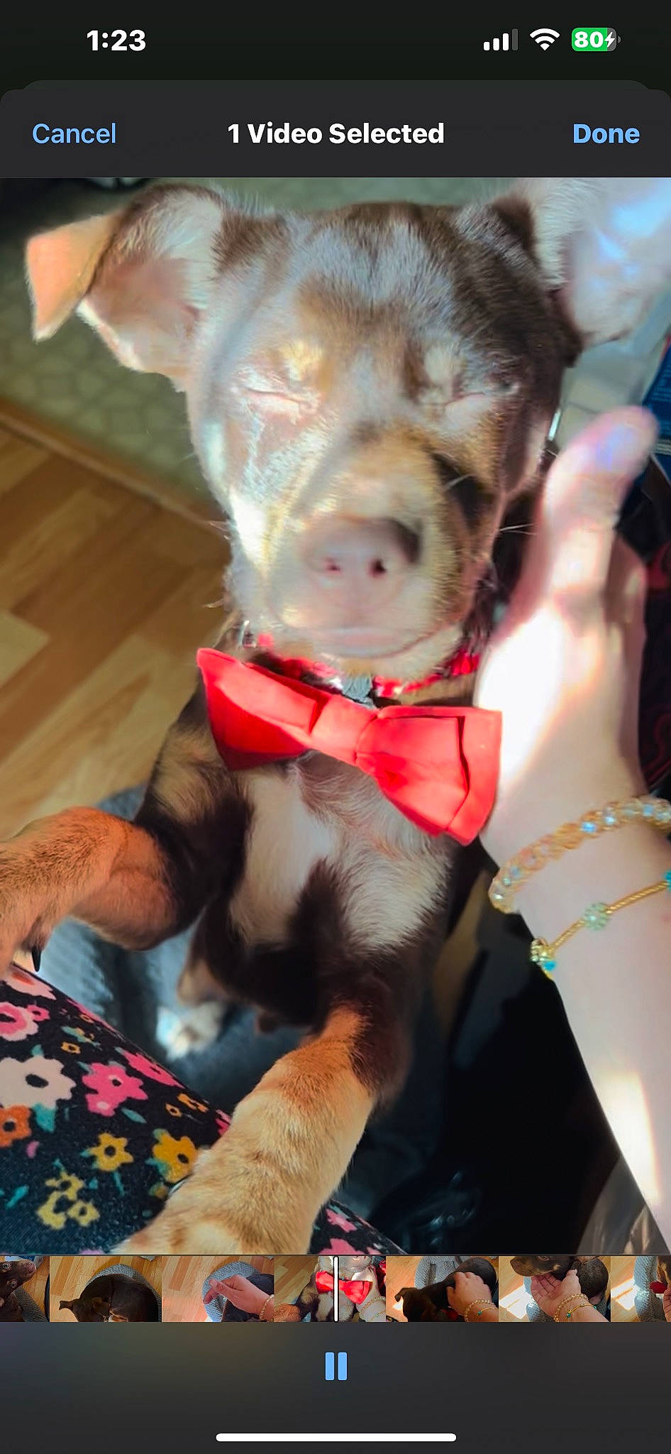 Dino joined the competition — help win amazing prizes! canidae, carnivore, collar, companion_dog, dog, dog_breed, dog_clothes, dog_collar, dog_supply, fashion_accessory, fawn, fur, leash, liver, pet_supply, snout, sporting_group, tail, whiskers, working_animal