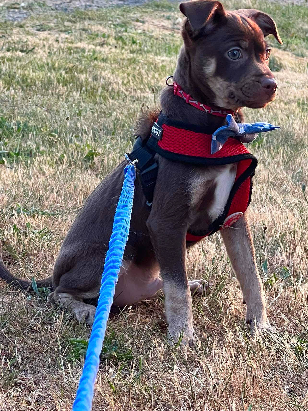 Dino is registered to the contest to win money with this photo: canidae, carnivore, collar, companion_dog, dog, dog_breed, dog_clothes, dog_collar, dog_supply, electric_blue, fashion_accessory, fawn, grass, leash, liver, pet_supply, plant, snout, sporting_group, working_animal