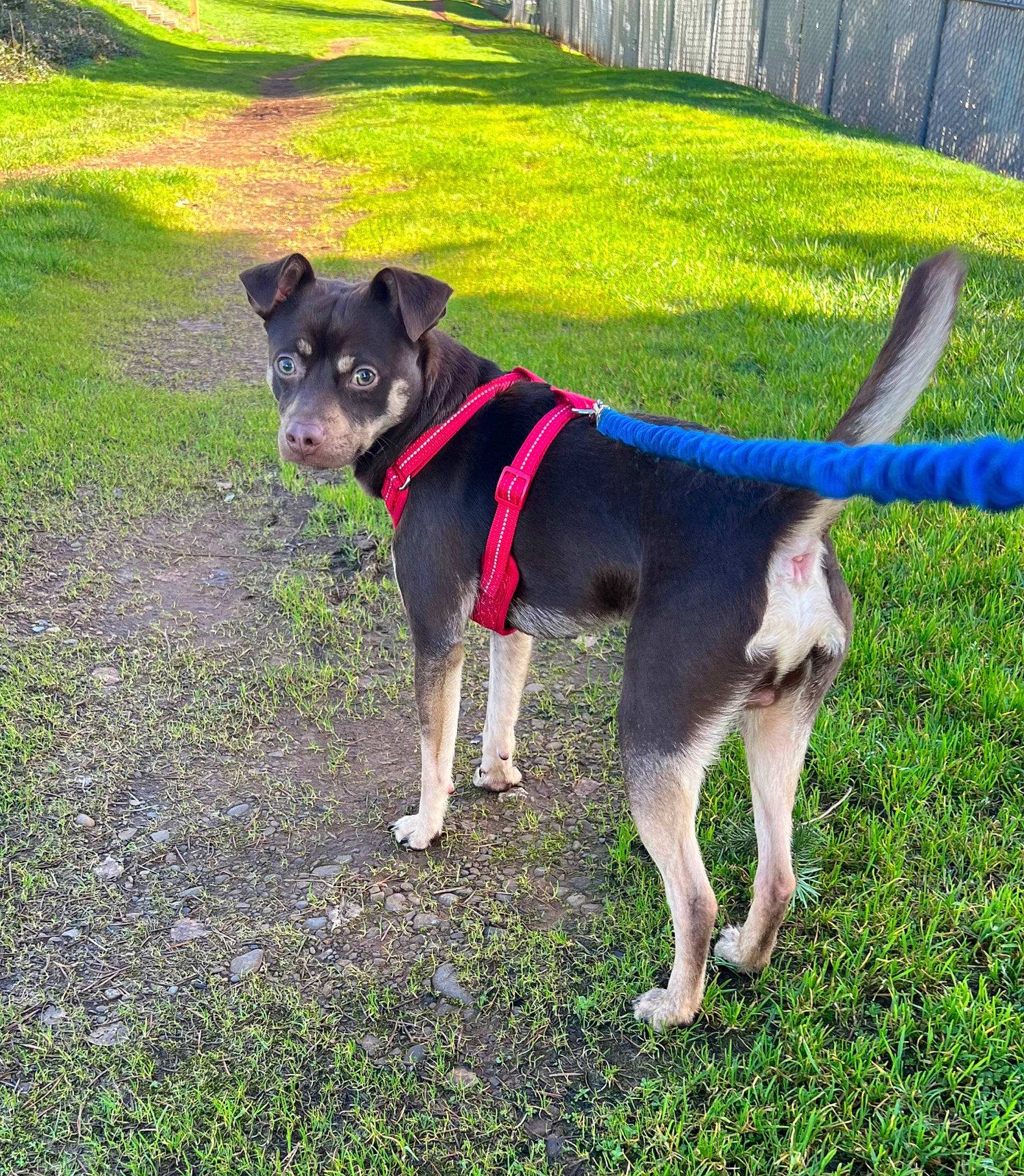 Dino Gambino joined the competition — help win amazing prizes! canidae, carnivore, collar, companion_dog, dog, dog_breed, dog_collar, dog_supply, fashion_accessory, fence, grass, leash, pet_supply, plant, shadow, snout, sporting_group, tail, working_animal, working_dog