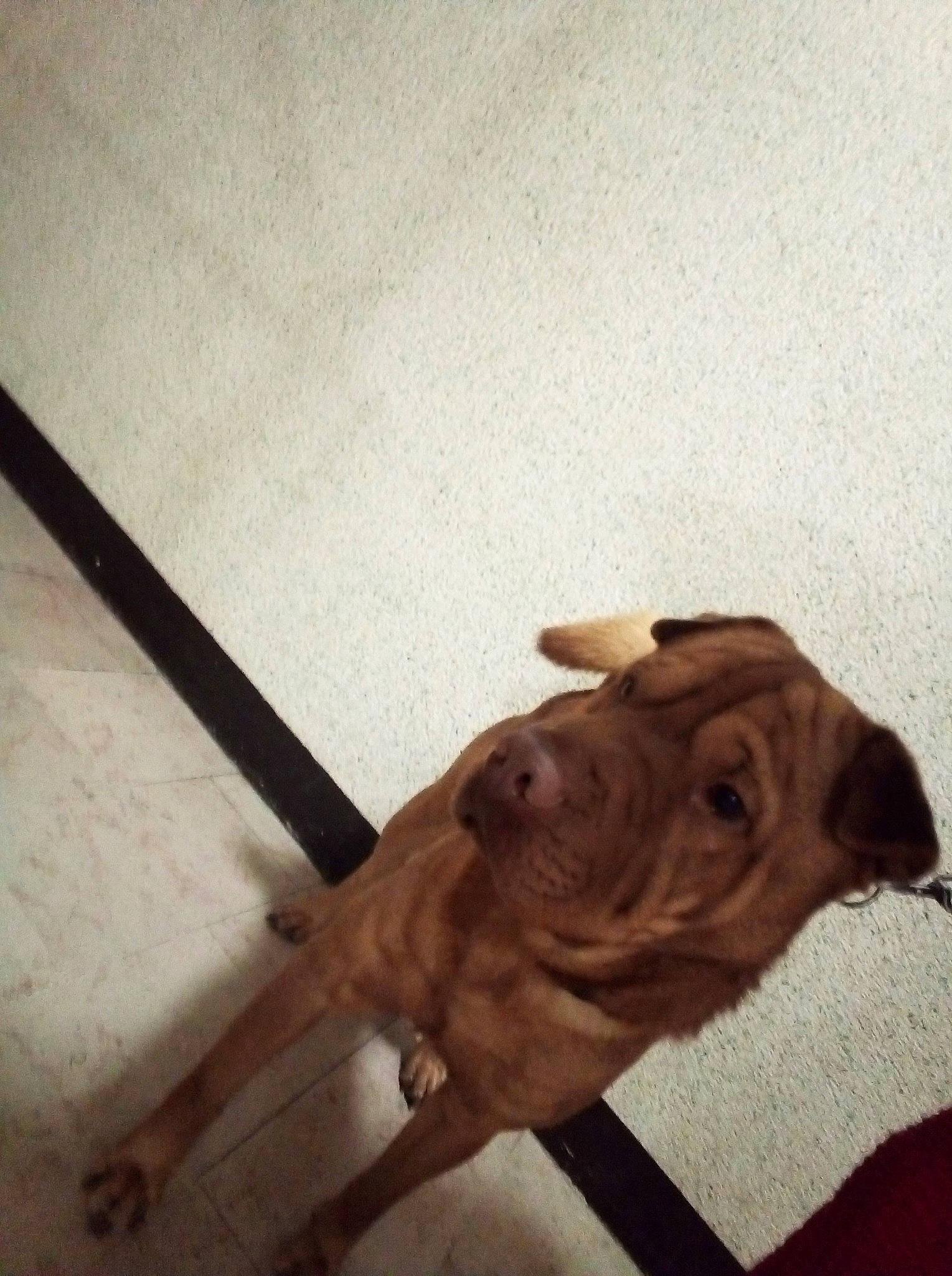 Pacos participe au concours pour gagner de l'argent avec cette photo : canidae, carnivore, dog, dog_breed, dogue_de_bordeaux, fawn, floor, non_sporting_group, pit_bull, puppy, shar_pei, snout, sporting_group, wood, wrinkle