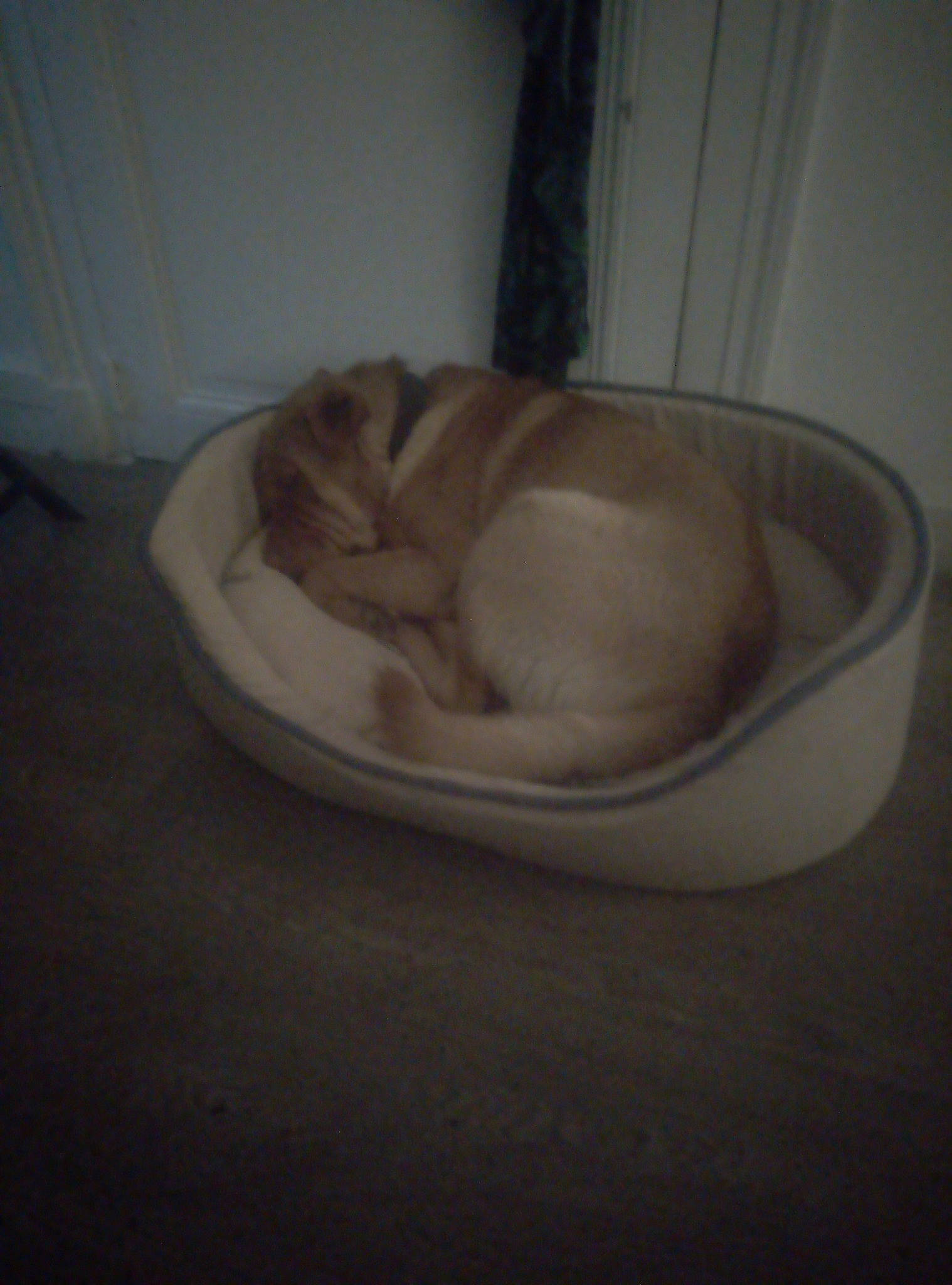 Pacos a rejoint le concours — aidez-le/la à gagner de superbes lots ! bowl, fawn