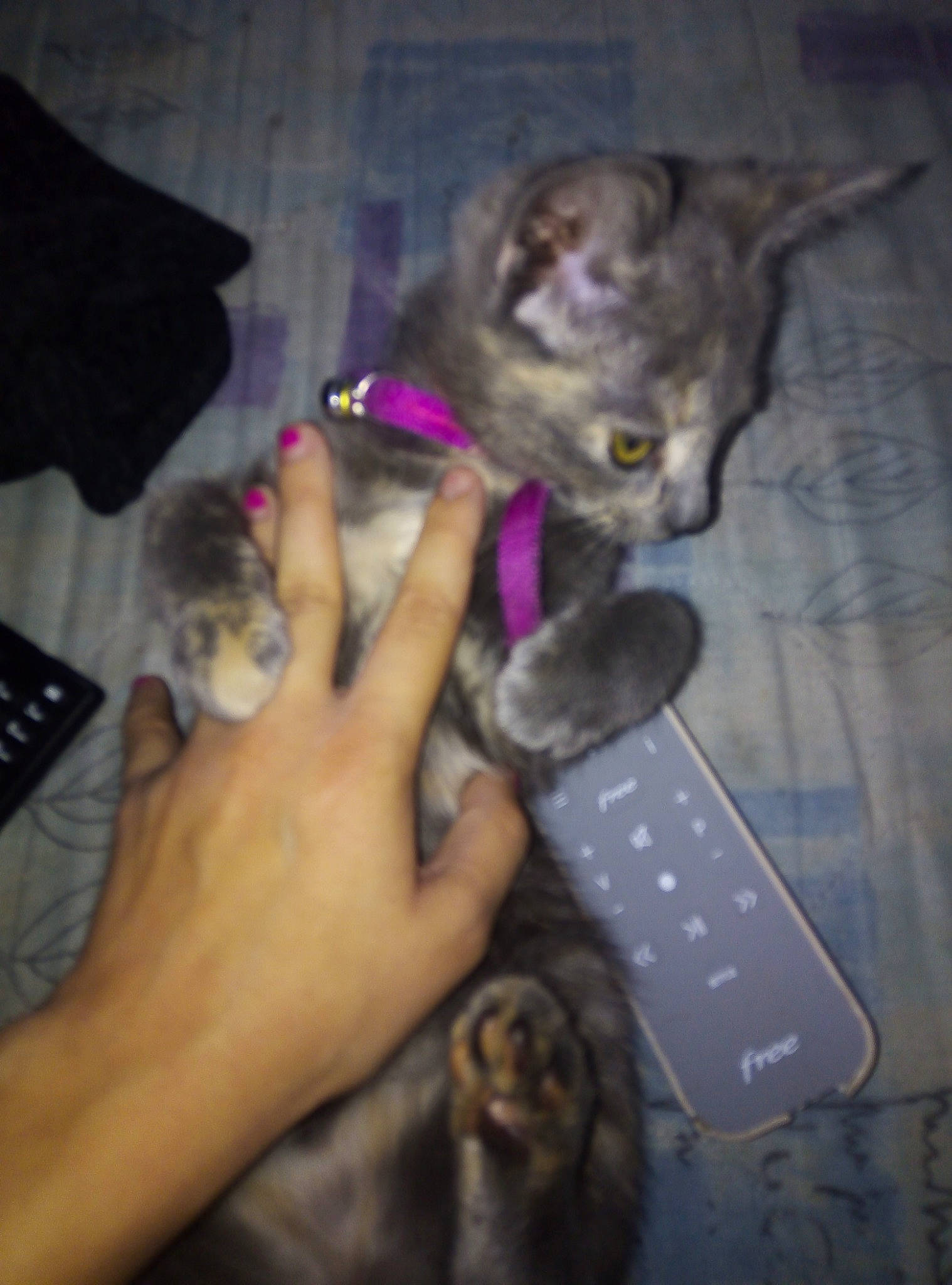 Kity a rejoint le concours — aidez-le/la à gagner de superbes lots ! asian, carnivore, cat, chausie, domestic_short_haired_cat, european_shorthair, fawn, felidae, german_rex, kitten, norwegian_forest_cat, pixie_bob, small_to_medium_sized_cats, tabby_cat, whiskers