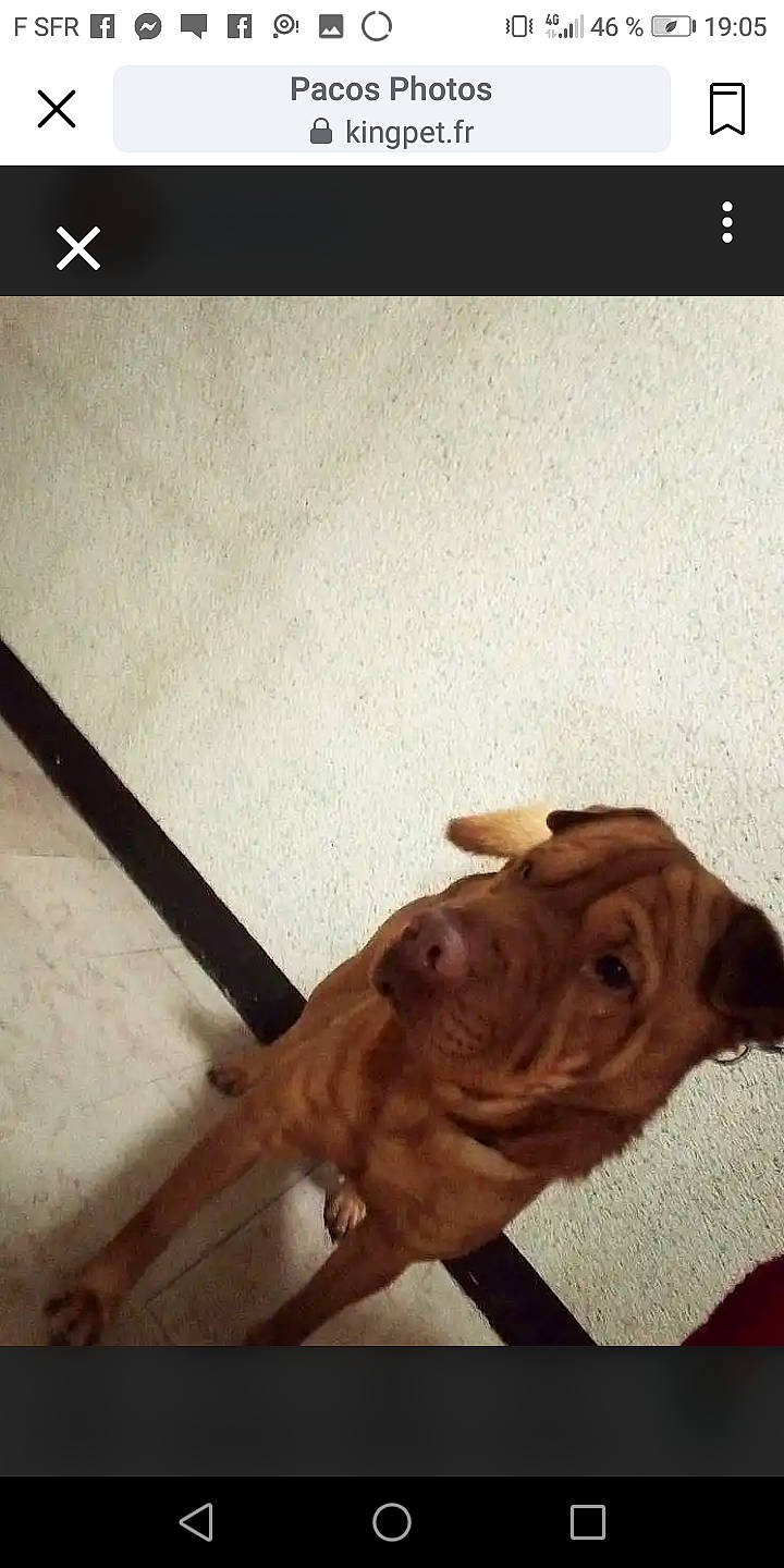 Paco a rejoint le concours — aidez-le/la à gagner de superbes lots ! black, carnivore, companion_dog, dog, dog_breed, fawn, font, light, line, liver, photograph, rectangle, snapshot, sporting_group, tail, terrestrial_animal, tints_and_shades, white, wood, working_animal