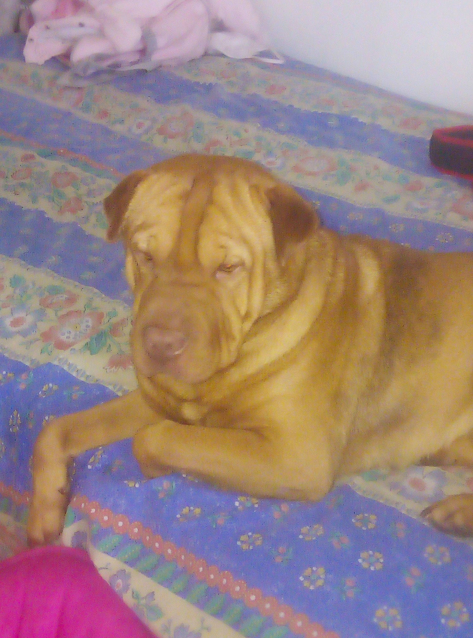 Paco participe au concours pour gagner de l'argent avec cette photo : carnivore, comfort, companion_dog, dog, dog_breed, dog_supply, fawn, floor, flooring, hardwood, liver, ori_pei, shar_pei, sporting_group, wood, wood_stain, working_animal, wrinkle