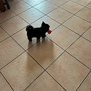 Gipsy participe au concours pour gagner de l'argent avec cette photo : dog, small_dog, black_dog, toy, ball, indoor, floor, tile_floor, shadow, pet, animal, playful, cute, furniture, wooden_chair, domestic, companion, standing, mouth, waiting