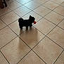 dog, small_dog, black_dog, toy, ball, indoor, floor, tile_floor, shadow, pet, animal, playful, cute, furniture, wooden_chair, domestic, companion, standing, mouth, waiting