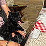 Gipsy participe au concours pour gagner de l'argent avec cette photo : puppy, dog, black_dog, tongue_out, fluffy, person, hand, indoor, table, tablecloth, checkered, wooden_wall, floor_tiles, sitting, pet, cute, small_dog, lap, casual, bracelet