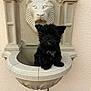 Gipsy participe au concours pour gagner de l'argent avec cette photo : puppy, dog, black_fur, fluffy, stone_basin, lion_head, fountain, wall, outdoor, pet, cute, animal, small_dog, sculpture, decorative, texture, portrait, sitting, adorable, face_hidden