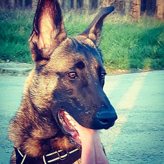 Pogue participe au concours pour gagner de l'argent avec cette photo : beauty, canidae, carnivore, companion_dog, dog, dog_breed, east_european_shepherd, fawn, german_shepherd_dog, giant_dog_breed, grass, herding_dog, king_shepherd, old_german_shepherd_dog, plant, snapshot, snout, sporting_group, whiskers, working_animal