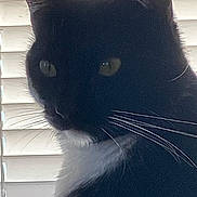Yin Yang is registered to the contest to win money with this photo: cat, black_and_white, pet, animal, feline, close_up, portrait, whiskers, eyes, ears, fur, tuxedo_cat, indoor, window, blinds, backlit, face, long_whiskers, alert, photography