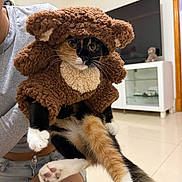 Stormi is registered to the contest to win money with this photo: animal, cabinet, calico_cat, casual_clothing, cat, costume, cute, ears, expression, floor, furry, holding, indoor, living_room, paws, person, pet, teddy_bear, television, whiskers