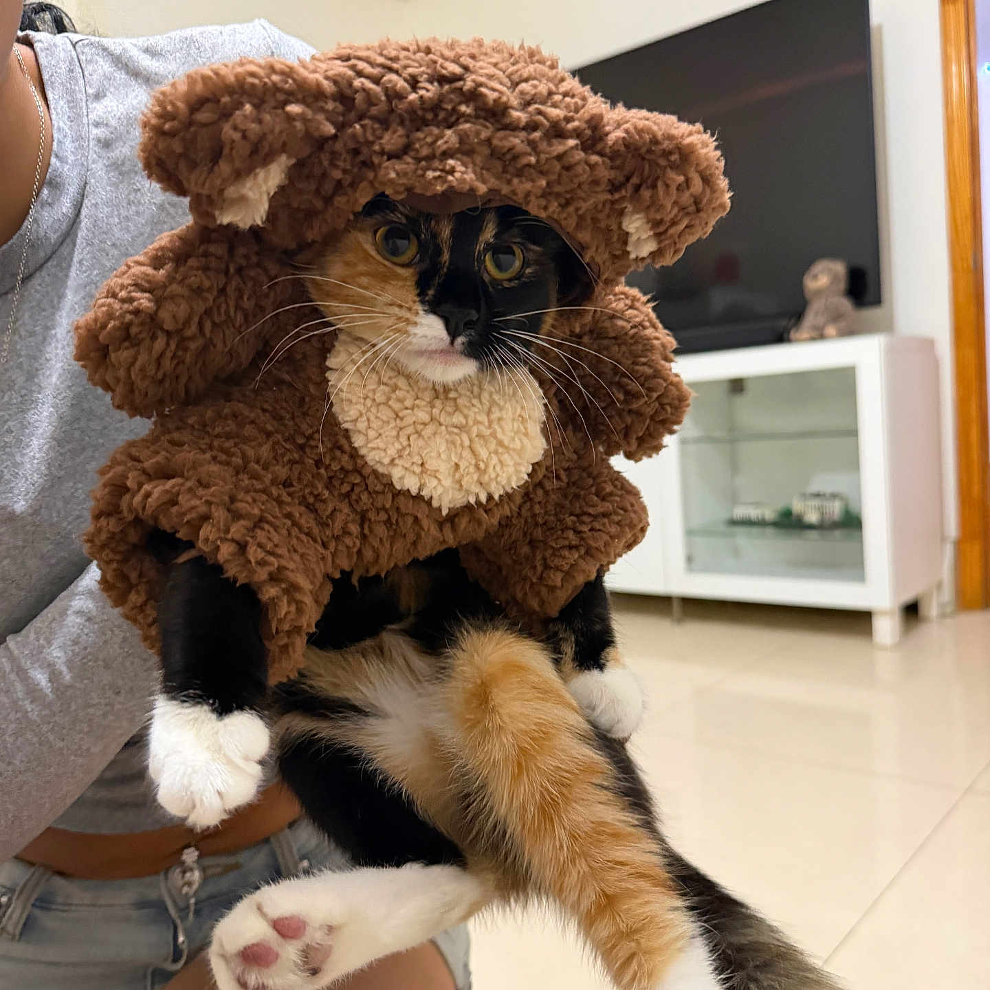 Stormi is registered to the contest to win money with this photo: animal, cabinet, calico_cat, casual_clothing, cat, costume, cute, ears, expression, floor, furry, holding, indoor, living_room, paws, person, pet, teddy_bear, television, whiskers