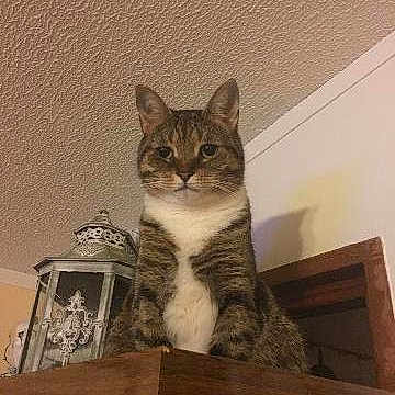 Sookie-dumplin