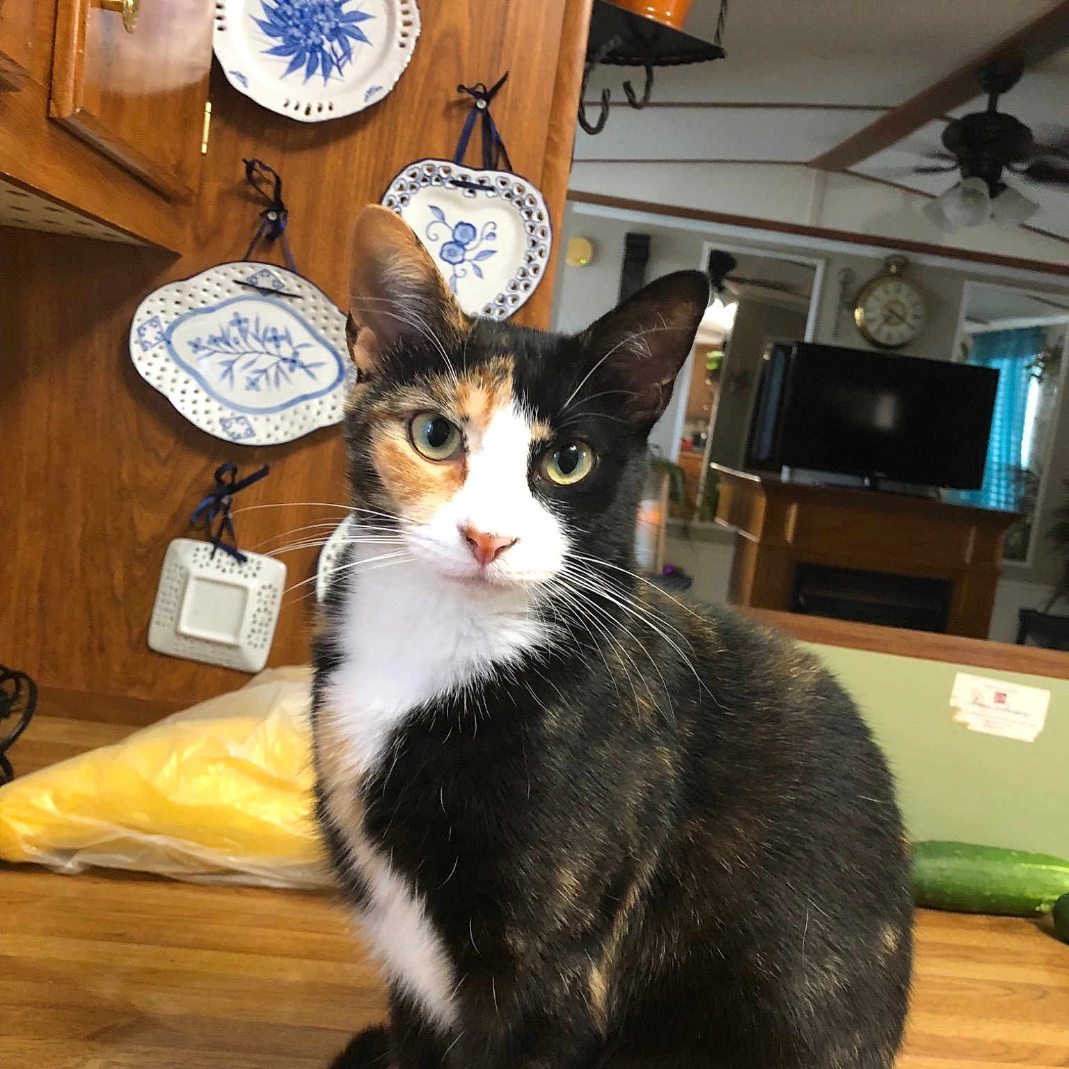 Nugget is registered to the contest to win money with this photo: american_shorthair, american_wirehair, asian, carnivore, cat, domestic_short_haired_cat, european_shorthair, felidae, kitten, paw, small_to_medium_sized_cats, whiskers