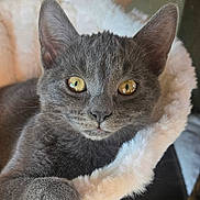 Madison is registered to the contest to win money with this photo: cat, gray_cat, pet, animal, feline, close_up, indoor, cozy, fluffy_bed, relaxed, cute, yellow_eyes, whiskers, paw, fur, domestic_cat, resting, soft_texture, curious, portrait