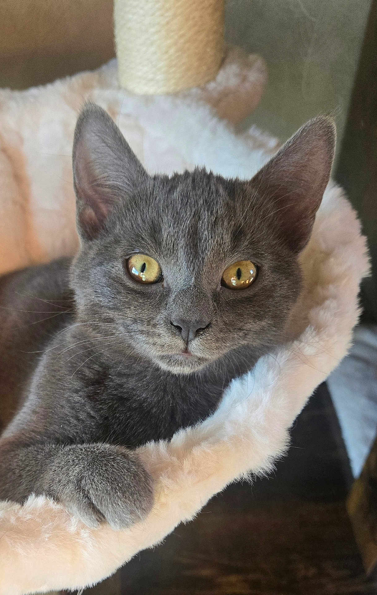 Madison is registered to the contest to win money with this photo: cat, gray_cat, pet, animal, feline, close_up, indoor, cozy, fluffy_bed, relaxed, cute, yellow_eyes, whiskers, paw, fur, domestic_cat, resting, soft_texture, curious, portrait