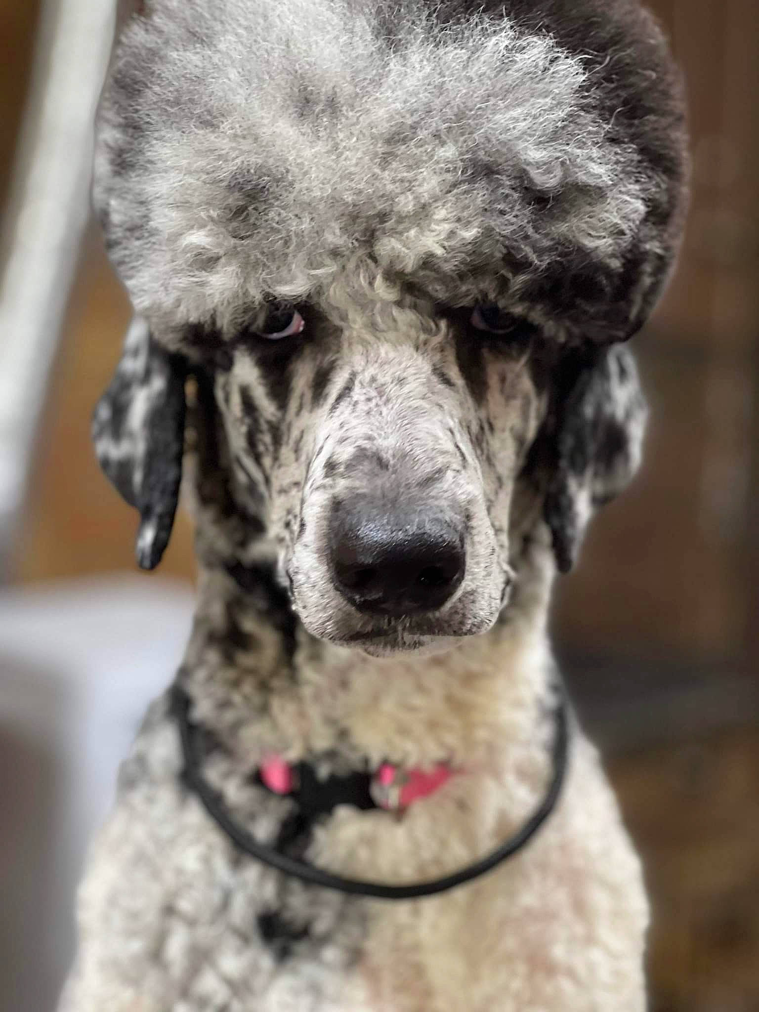 Meko joined the competition — help win amazing prizes! canidae, carnivore, collar, companion_dog, dog, dog_breed, dog_collar, eye, fur, poodle, puppy, snout, sporting_group, standard_poodle, terrier, toy_dog, water_dog, whiskers, wool, working_animal