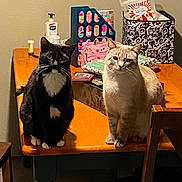 Riley And Rogue joined the competition — help win amazing prizes! animal, black_and_white_cat, bottle, cat, chair, companions, container, curious, domestic, feline, furniture, household_items, indoor, light_colored_cat, looking, pets, sitting, table, two_cats, wooden_table