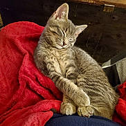 Jax is registered to the contest to win money with this photo: cat, kitten, sleeping, tabby, feline, pet, animal, cozy, blanket, red, fur, cute, resting, domestic, whiskers, paws, indoor, relaxed, soft, adorable