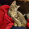 cat, kitten, sleeping, tabby, feline, pet, animal, cozy, blanket, red, fur, cute, resting, domestic, whiskers, paws, indoor, relaxed, soft, adorable