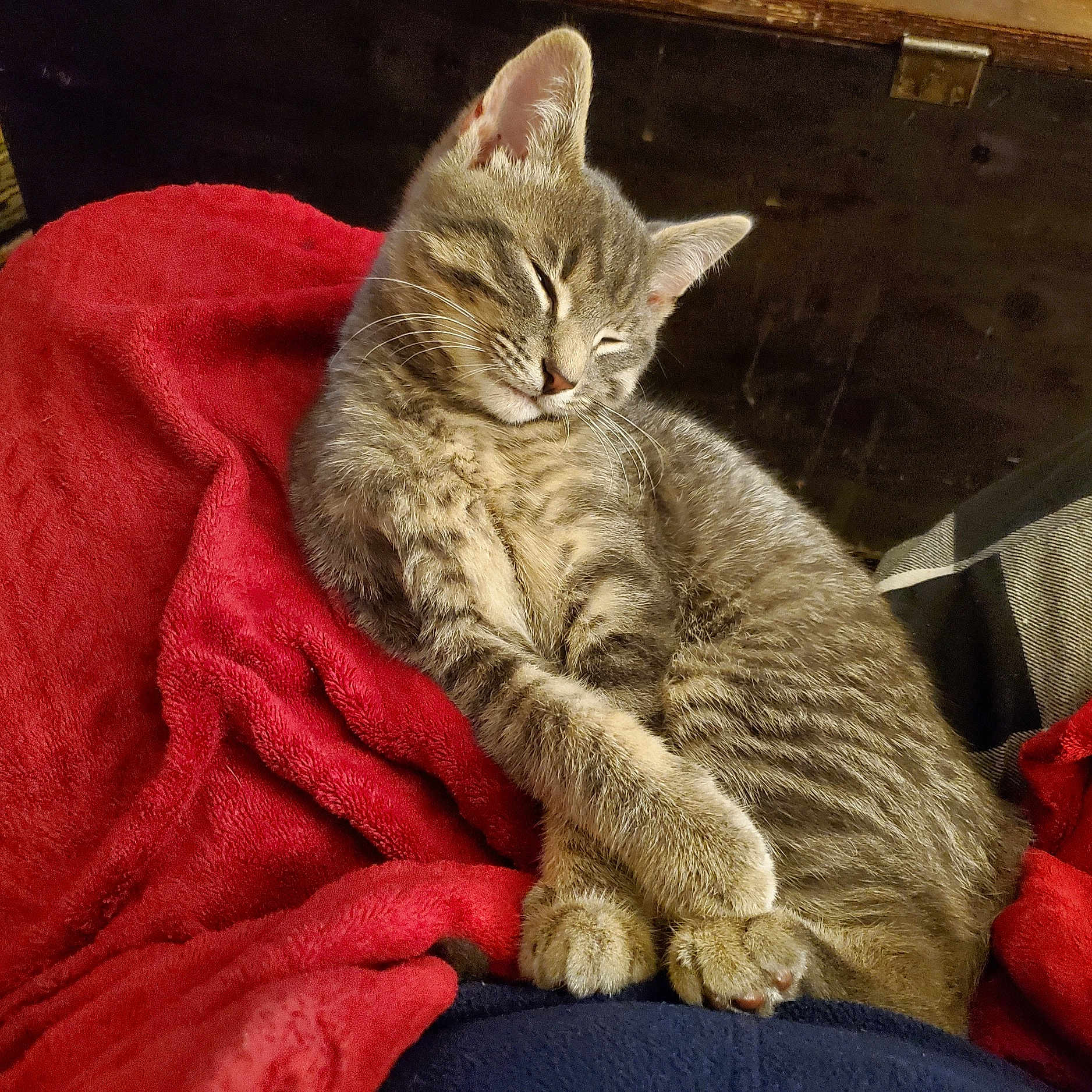 Jax is registered to the contest to win money with this photo: cat, kitten, sleeping, tabby, feline, pet, animal, cozy, blanket, red, fur, cute, resting, domestic, whiskers, paws, indoor, relaxed, soft, adorable